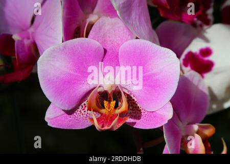 Primo piano di un'orchidea rosa in un giardino/serra al coperto. Profondità di campo ridotta Foto Stock