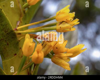 Macro fotografia dei piccoli fiori di maxillaria aurea, catturati negli altopiani delle montagne andine orientali della Colombia. Foto Stock