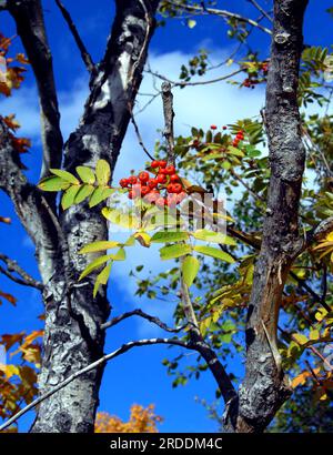 Bacche rosse sono incorniciate da foglie e cieli blu. Autunno a colori ha colpito la Penisola Superiore Michigan nei pressi di Houghton. Foto Stock