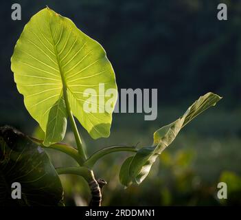 Aroide palude (Montrichardia arborescens) in una laguna al largo del fiume Pastasa, Ecuador, Sud America Foto Stock