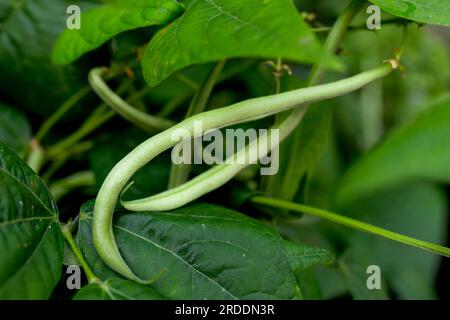 Fagioli verdi in giardino - filo maturo Phaseolus vulgaris - fagiolo vert arbicocca - giardinaggio vegetale biologico Foto Stock