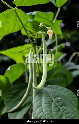 Fagioli verdi in giardino - filo maturo Phaseolus vulgaris - fagiolo vert arbicocca - giardinaggio vegetale biologico Foto Stock