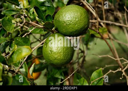 2 limoni non maturi appesi a un albero di Limone Foto Stock