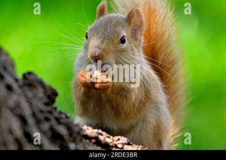 Un primo piano di uno scoiattolo rosso pallido "Tamiasciurus hudsonicus", che si nutre di alcuni semi nel suo habitat boschivo nella rurale Alberta Canada Foto Stock