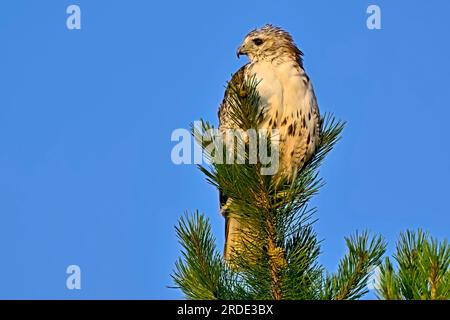 Un giovane falco dalla coda rossa 'Bueto jamaicensis', arroccato sulla cima di un pino sempreverde nella stagione estiva nella rurale Alberta Canada. Foto Stock