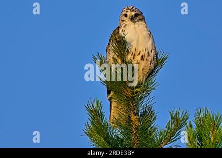 Un giovane falco dalla coda rossa 'Bueto jamaicensis', arroccato sulla cima di un pino sempreverde nella stagione estiva nella rurale Alberta Canada. Foto Stock