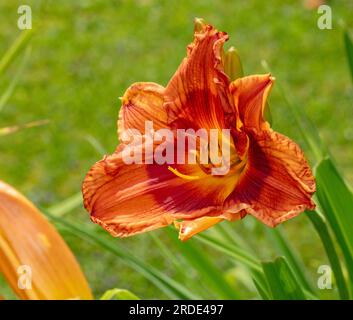 'Ballyhoo' Daylily, Daglilja (Hemerocallis) Foto Stock