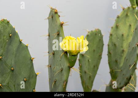 Bel fiore giallo con delicati petali e stamens di un cactus rotondo con  spine acuminate Foto stock - Alamy