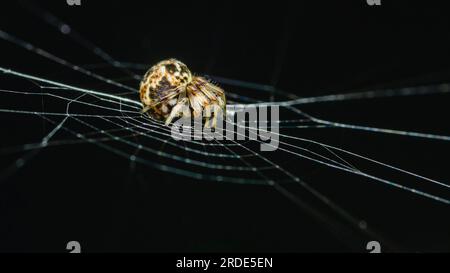 Spiny Orb Weaver sul web in natura, Macro foto di insetto in natura e fuoco selettivo. Foto Stock