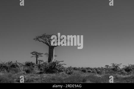 Bel vicolo di baobab. Leggendario viale degli alberi di Baobab a Morondava. Iconico gigante endemico del Madagascar. Foresta unica, bianco e nero Foto Stock