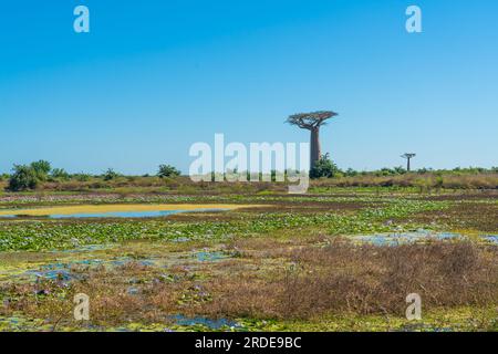 Bel vicolo di baobab. Leggendario viale degli alberi di Baobab a Morondava. Iconico gigante endemico del Madagascar. Foresta unica Foto Stock