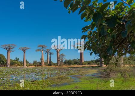 Bel vicolo di baobab. Leggendario viale degli alberi di Baobab a Morondava. Iconico gigante endemico del Madagascar con ninfee Foto Stock