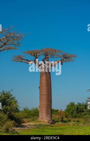 Baobab singolo presso il leggendario viale degli alberi di Baobab a Morondava. Iconico gigante endemico del Madagascar. verticale Foto Stock