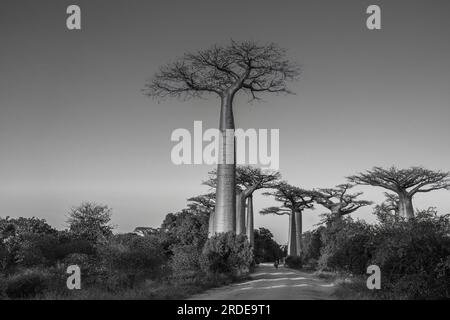 Foto in bianco e nero sul viale con gli alberi di Baobab allee vicino a Morondava in Madagascar Foto Stock