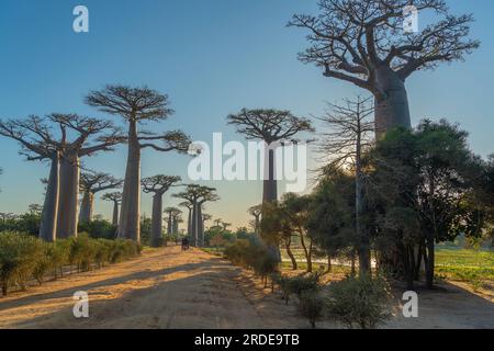 Vista posteriore di un risciò in bicicletta presso il viale con gli alberi di Baobab allee vicino a Morondava in Madagascar, Foto Stock