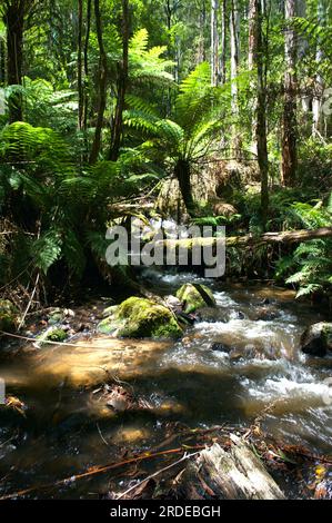 Il fiume Toorongo è un fiume selvaggio di montagna, che attraversa le foreste e le cascate, vicino a Noojee a Gippsland, Victoria, Australia. Foto Stock
