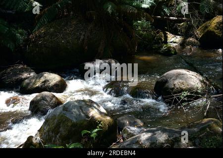 Il fiume Toorongo è un fiume selvaggio di montagna, che attraversa le foreste e le cascate, vicino a Noojee a Gippsland, Victoria, Australia. Foto Stock