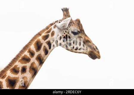 Giraffa di Rothschild (Giraffa camelopardalis rothschildi) nello zoo di Paington, Paington, Devon, Regno Unito Foto Stock