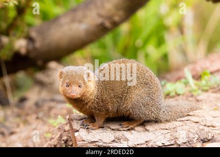 Mongoose nane [ Helogale parvula ] nello zoo di Paington, Paington, Devon Regno Unito Foto Stock