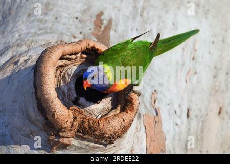 Un uccello australiano adulto arcobaleno Lorikeet - Trichoglossus moluccanus - che sta per entrare in una cava di gomme di eucalipto alla luce del sole mattutino Foto Stock