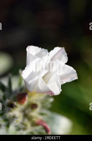 fiore convulvulvico Foto Stock