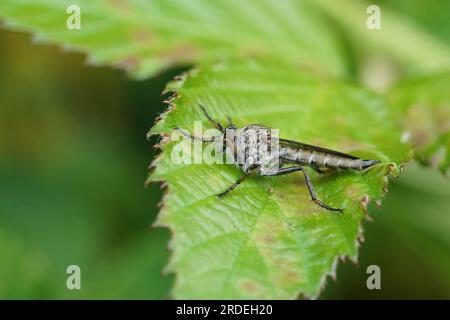 Primo piano naturale su una coda di aquilone maschile, robberfly, Tolmerus atricapillus seduto su una foglia verde Foto Stock