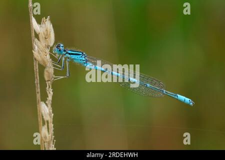 Primo piano naturale su una bella damigella blu di Dainty, scitulum di Coenagrion arroccato su una paglia d'erba essiccata Foto Stock