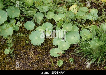 Primo piano naturale sulla pianta palustre di pennywort a foglie tonde, Hydrocotyle vulgaris, al confine di uno stagno Foto Stock