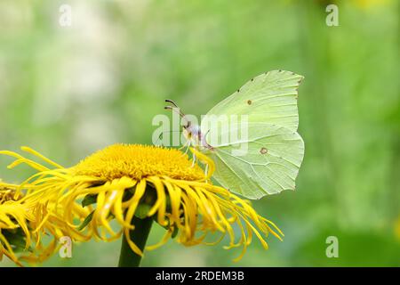 Farfalla di limone (Gonepteryx rhamny) su un fiore giallo di una grande Telekie (Telekia speciosa), Wilden, Renania settentrionale-Vestfalia, Germania Foto Stock