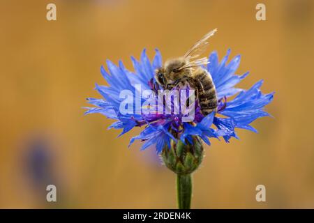 Un'ape si siede sulla fioritura di un fiordaliso in un campo di grano vicino a Francoforte sul meno, Germania, raccogliendo polline, Francoforte sul meno, Assia Foto Stock