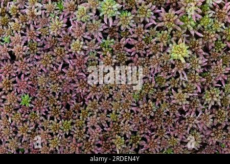 Il muschio di torba (Sphagnum), densamente immerso nell'acqua nella palude da vicino dall'alto, il Parco Nazionale di Kellerwald Edersee, Assia, Germania Foto Stock