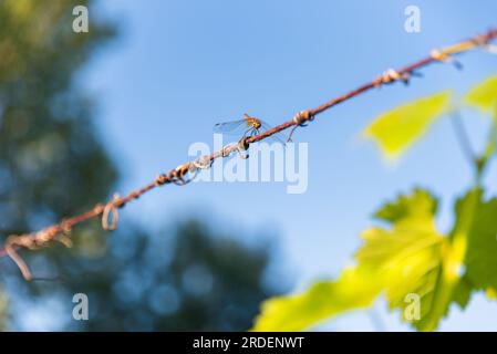 Dragonfly arroccato su un filo sotto un cielo blu Foto Stock