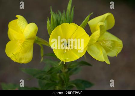 Fioritura primrose serale, (Oenothera biennis), Baviera, Germania Foto Stock