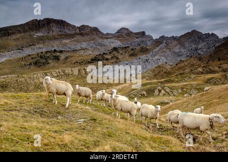 Gregge di pecore, Linza, Parco naturale delle Valli occidentali, Huesca, catena montuosa dei Pirenei, Spagna, Europa Foto Stock