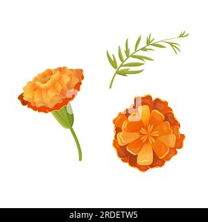 clip art fiori calendula bocciolo illustrazione vettoriale sfondo isolato Illustrazione Vettoriale