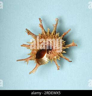 Angaria vicdani, Angariidae Foto Stock