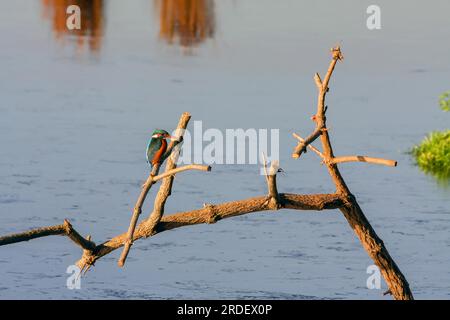 Kingfisher (Alcedo atthis) a Rainham paludi Foto Stock