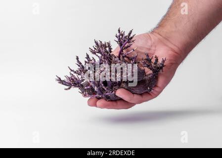 La mano di un contadino mostra un set di patate viola germogliate. Patate con germogli non adatte al consumo Foto Stock