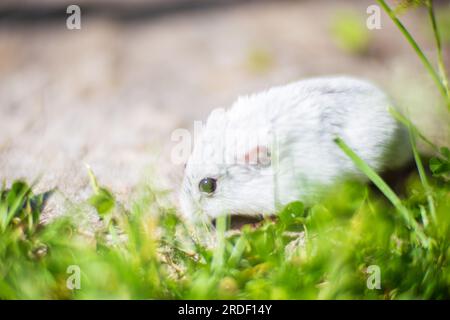 Un piccolo criceto grigio si trova sull'erba. Animale domestico in natura. Animale sul prato verde. Il concetto di animali domestici. Forte sfondo sfocato Foto Stock