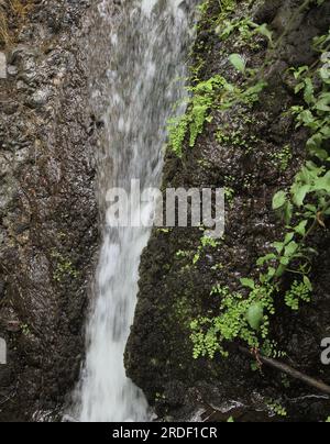 A nord di Gran Canaria, acqua dolce che scorre nel burrone di Barranco de Azuaje, una delle uniche due fonti di acqua dolce rimaste sull'isola Foto Stock