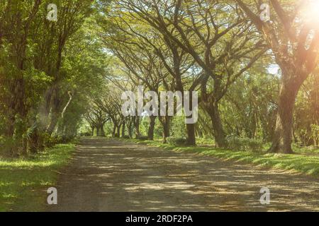 bella strada con alberi dritti all'alba. estate o autunno, tj lesung road. Foto Stock