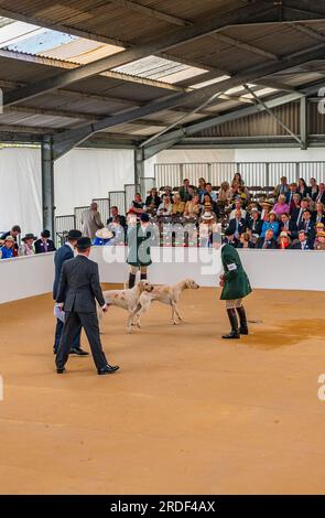 The Showground, Peterborough, Regno Unito – oltre ai Fox Hounds, il Festival of Hunting celebra Beagles, Harriers e Basset Hounds, rendendolo uno dei più grandi spettacoli di canili profumati al mondo Foto Stock