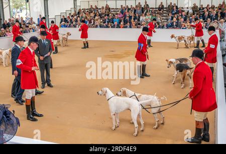 The Showground, Peterborough, Regno Unito – oltre ai Fox Hounds, il Festival of Hunting celebra Beagles, Harriers e Basset Hounds, rendendolo uno dei più grandi spettacoli di canili profumati al mondo Foto Stock