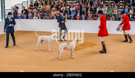 The Showground, Peterborough, Regno Unito – oltre ai Fox Hounds, il Festival of Hunting celebra Beagles, Harriers e Basset Hounds, rendendolo uno dei più grandi spettacoli di canili profumati al mondo Foto Stock