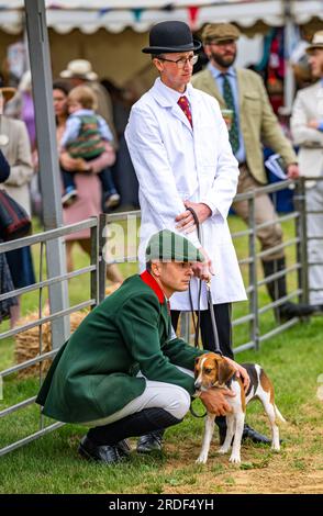 The Showground, Peterborough, Regno Unito – oltre ai Fox Hounds, il Festival of Hunting celebra Beagles, Harriers e Basset Hounds, rendendolo uno dei più grandi spettacoli di canili profumati al mondo Foto Stock