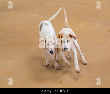 The Showground, Peterborough, Regno Unito – oltre ai Fox Hounds, il Festival of Hunting celebra Beagles, Harriers e Basset Hounds, rendendolo uno dei più grandi spettacoli di canili profumati al mondo Foto Stock