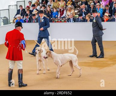 The Showground, Peterborough, Regno Unito – oltre ai Fox Hounds, il Festival of Hunting celebra Beagles, Harriers e Basset Hounds, rendendolo uno dei più grandi spettacoli di canili profumati al mondo Foto Stock