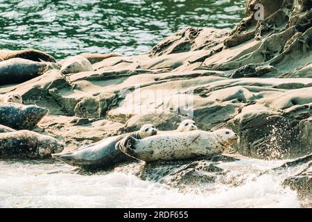 Una colonia di foche che che riposa su una roccia nel Mare di Salish Foto Stock