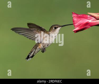 Un Nectar di raccolta colibrì dalla gola rubina (femmina) Foto Stock