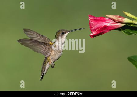 Un Nectar di raccolta colibrì dalla gola rubina (femmina) Foto Stock